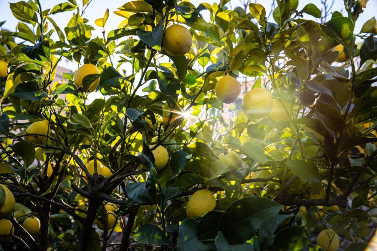 شقة The Lemon Tree فيلافلور المظهر الخارجي الصورة