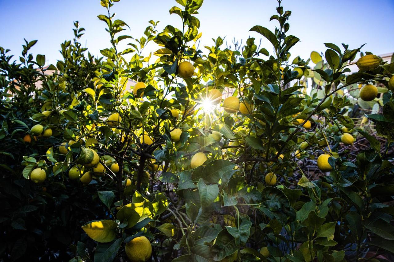شقة The Lemon Tree فيلافلور المظهر الخارجي الصورة