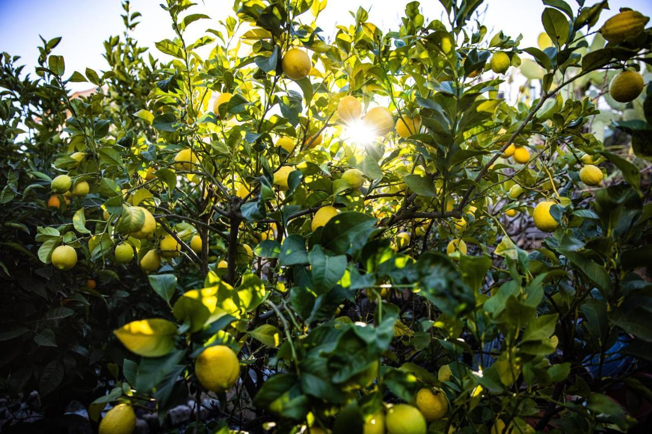 شقة The Lemon Tree فيلافلور المظهر الخارجي الصورة